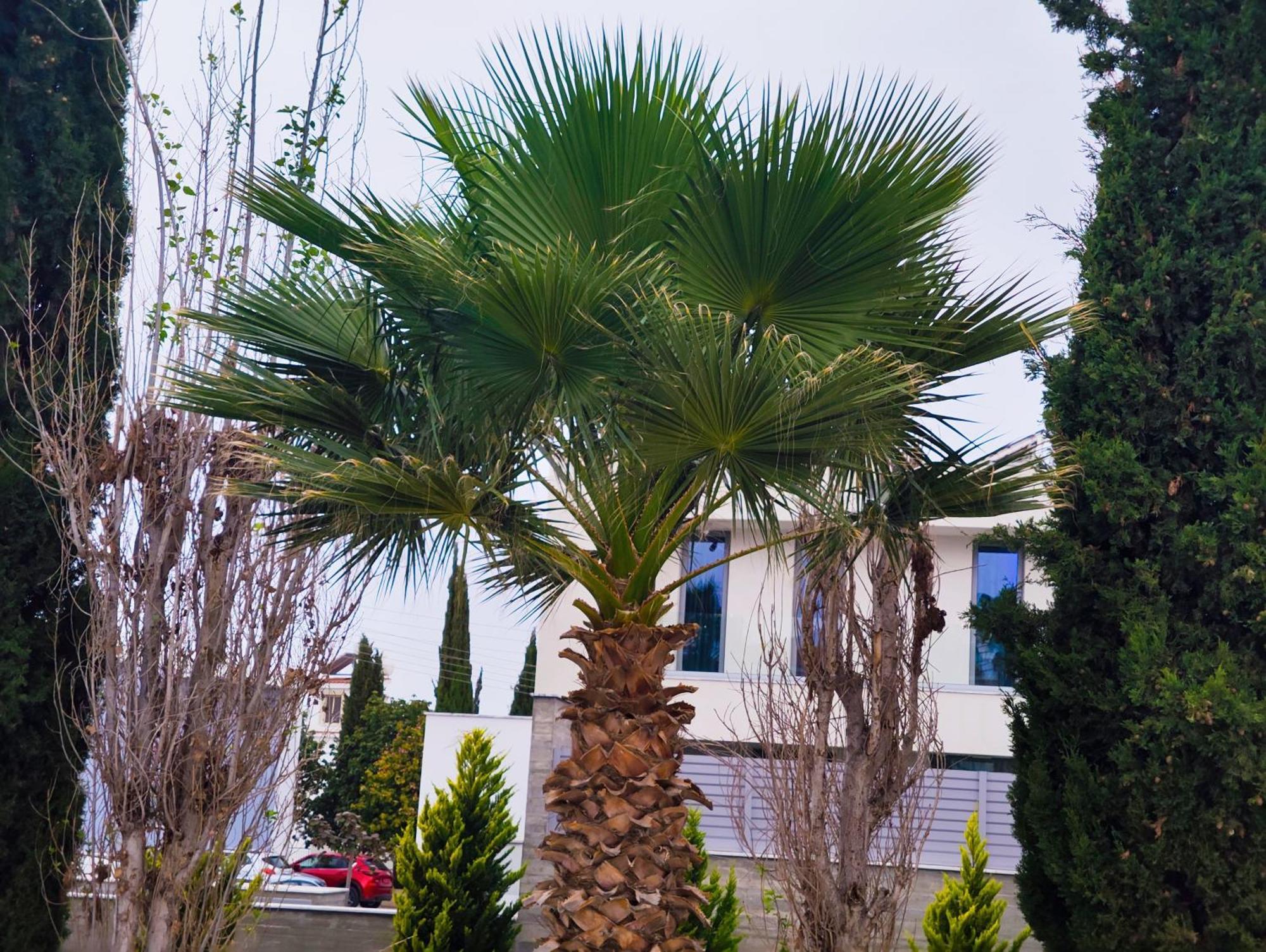 Sunset Green 02 Paphos Exterior photo